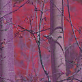 Lavendar Aspen