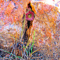 Nature Erotica 3