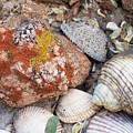 Red Lichen Rock with Shells