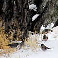 Winter Birds